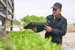 番茄可溶性固形物高