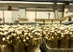 方针2026年前新增焦点专利；“让赋能农业